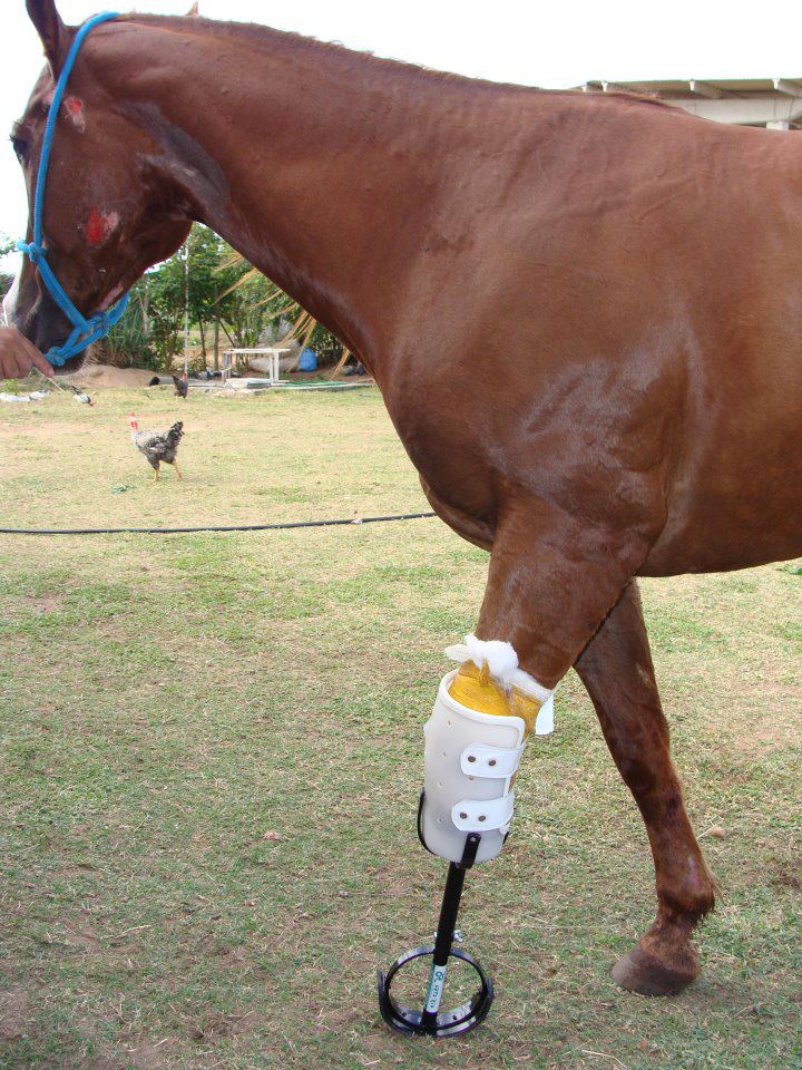 Horse with Peg Leg